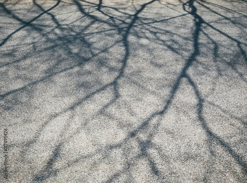 Fototapeta na szkło Gałąź cień na cementowym natura abstrakta tle