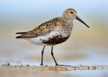 Dunlin, Calidris Alpina, Standing In A Pool Of Sea Water On The Beach