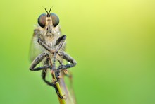 Sleeping Robber Fly (Asilidae - Zosteria) In The Morning With Dew Drops