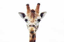 Giraffe Head Close Up Isolated On White Background 