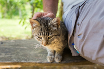 Stroking little cute kitten cat.