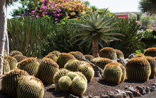 Echinocactus Grusonii, Popularly Known As The Golden Barrel Cactus, Golden Ball Or, Amusingly, Mother-in-law's Cushion,
