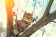 Portrait of cat on the snowy tree in winter