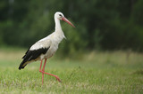 Fototapeta  - White stork