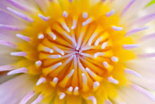 Water Lily Stamen, Close Up