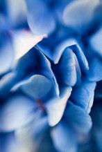 Blue Hydrangea Petals, Close Up 