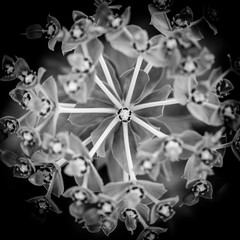 Macro Spurge B+W