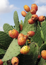 Prickly Pears (Opuntia Ficus-indica), Also Known As Indian Figs, Opuntia, Barbary Figs, And Cactus Pears. Photo Taken In Sicily Where They Are Known As 'fico D'india'.