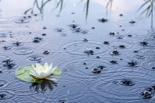 Beautiful White Water Lily In A Clear Lake In The Rain