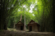 The hut in green bamboo forest