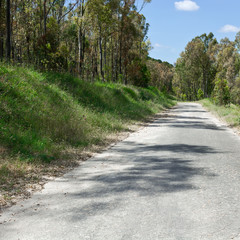 Poster - Forest Road