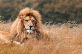 Fototapeta Sawanna - Lions