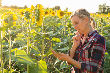 Technician in sunflower field