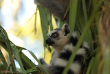 Fototapeta Zwierzęta - lemur