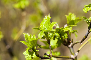 trees in the spring