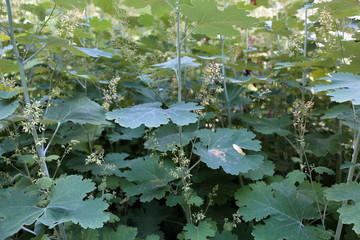 The textured surface of bright green plant in daylight summer