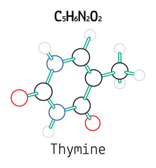 C5H6N2O2 Thymine molecule