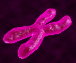 Canvas Print - 3d render chromosomes group as a concept for a human biology x structure containing dna genetic information as a medical symbol for gene therapy or microbiology genetics research.