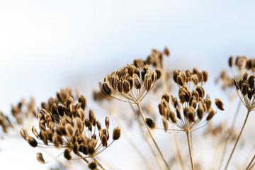 Brown stalk of fennel