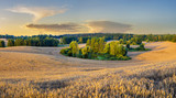 Fototapeta Krajobraz - Lato na polach uprawnych ,zboże gotowe do żniw