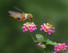 Female Scintillant Hummingbird (Selasphorus Scintilla) Feeding On Lantana Flowers In Boquete, Panama. This Is One Of The Smallest Birds In Existence, Slightly Larger Than The Bee Hummingbird.