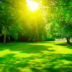 Sunrise in summer beautiful park