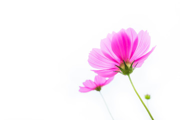 cosmos flowers summer.