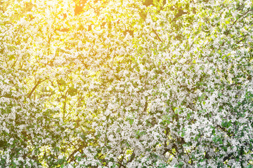 Wall Mural - Apple tree flowers