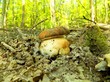 Oak mushroom in deciduous forest