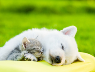 Poster - White Swiss Shepherd`s puppy and small kitten sleeping together