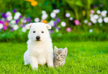 Poster - White Swiss Shepherd`s puppy and kitten sitting together on green grass