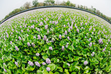 Blooming Water Hyacinth