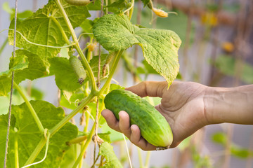 Wall Mural - hand picking cucumber in the garden