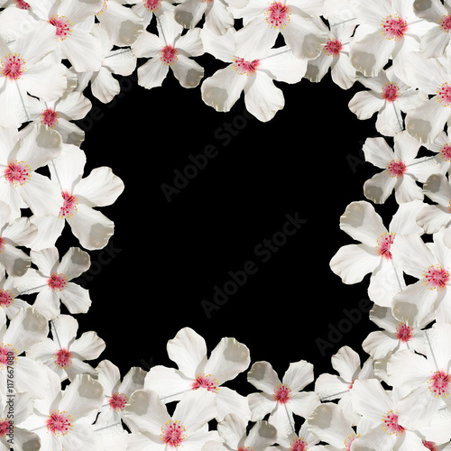White hibiscus flowers. Isolated Stock Photo | Adobe Stock