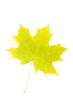 Autumn leaf isolated on a white