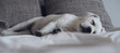 Süßer niedlicher Labrador retriever Hund Welpe liegt auf dem Sofa und schläft friedlich während er vom Spaziergang träumt
