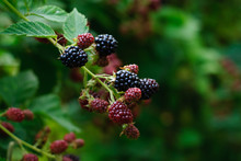 Blackberries Ripening And Mature In A Garden