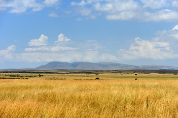 Wall Mural - savannah landscape in the national park of kenya
