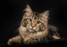 Purebred Maine Coon Cat Isolated On Black Background