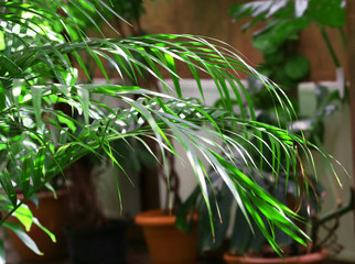 Canvas Print - Green palm leaves in botanical garden