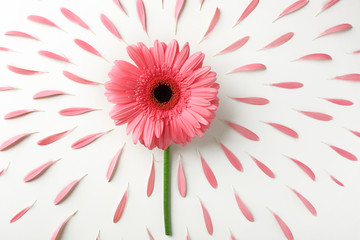 Wall Mural - Beautiful flower with petals on white background