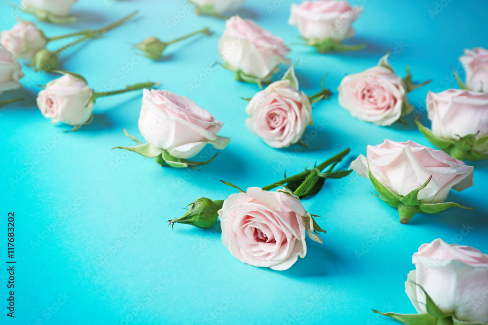 Fresh roses on blue background