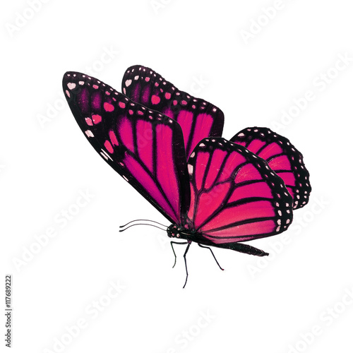 Beautiful pink monarch butterfly Stock Photo Adobe Stock