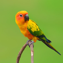 Sun Conure Parrot Bird