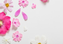 Pink Flowers On White Background