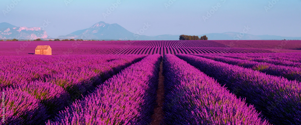 Lavender field at sunset in Provence, France - obrazy, fototapety, plakaty 