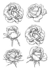 Canvas Print - Blooming rose flowers and buds sketches