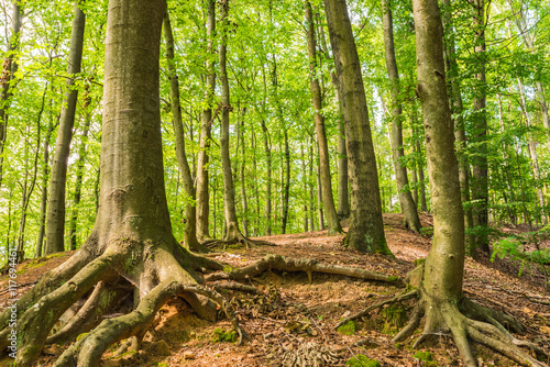 Wald Baum Wurzeln Buy This Stock Photo And Explore Similar
