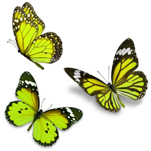 Three Yellow Butterfly