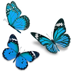 Three blue butterfly